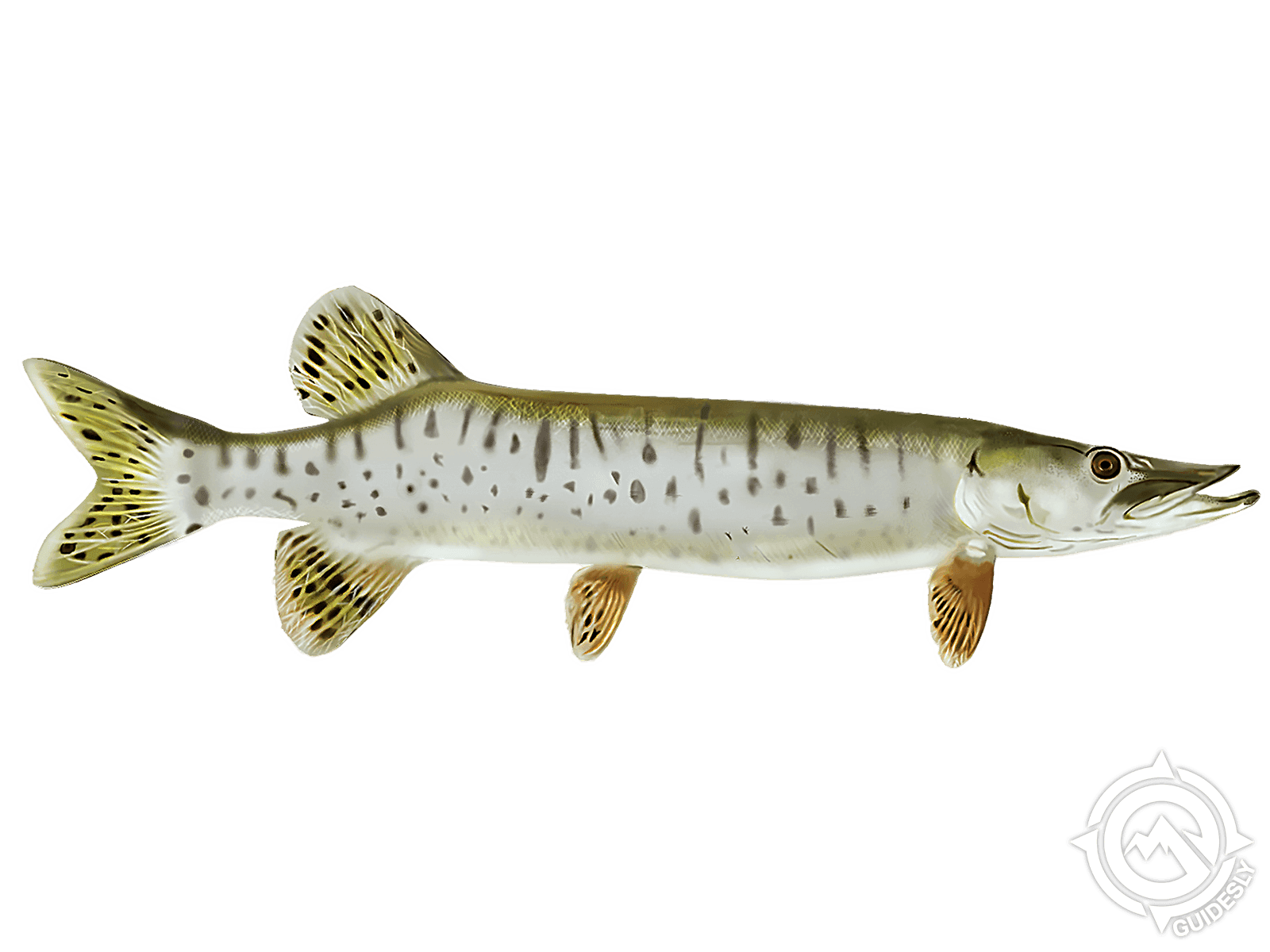 Muskellunge